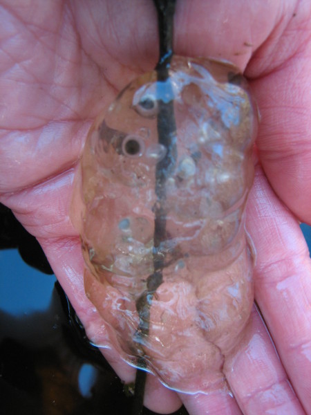 A single spotted salamander egg mass, after viable larvae hatched out. A single spotted salamander egg mass, after viable larvae hatched out. Credit: Betsy Leppo